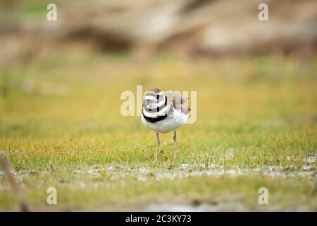 Killdeer(Charadrius vociferus) en marchant dans le marais Banque D'Images