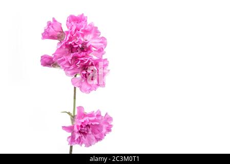 Fleur bleue de l'iris sur fond blanc. Le pseudo-iris de Kaempferov Banque D'Images