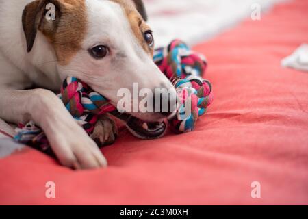 Chien qui pose sur l'animal tout en mordant son jouet de corde Banque D'Images