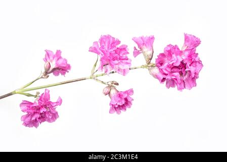 Fleur bleue de l'iris sur fond blanc. Le pseudo-iris de Kaempferov Banque D'Images