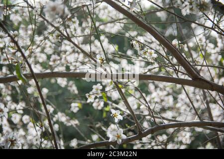 Fleurs des arbres d'Almond, Haïfa, Israël Banque D'Images