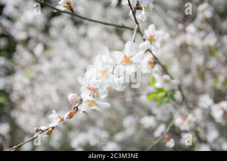 Fleurs des arbres d'Almond, Haïfa, Israël Banque D'Images