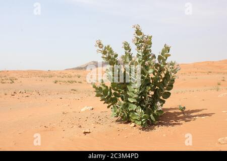 La pomme de Sodome (Calotropis procera) est une plante prospère dans les dunes arides du désert arabe. C'est une plante sauvage résistante à la sécheresse et à feuilles persistantes dans le désert. Banque D'Images