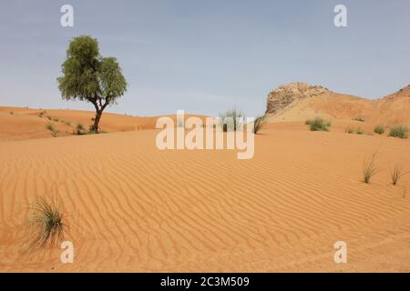 L'arbre « Ghaf » (Prosopis cineraria), résistant à la sécheresse et à feuilles persistantes, est sentinelle dans les dunes de sable arides du désert au Moyen-Orient. Banque D'Images