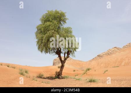 L'arbre « Ghaf » (Prosopis cineraria), résistant à la sécheresse et à feuilles persistantes, est sentinelle dans les dunes de sable arides du désert au Moyen-Orient. Banque D'Images