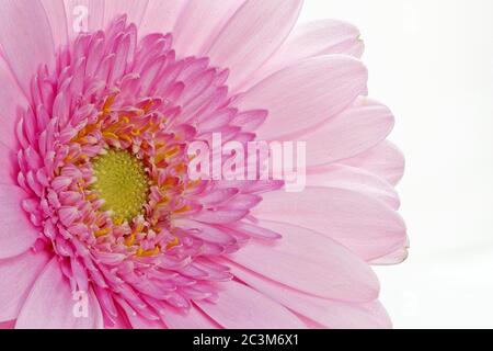 Gerbera rose sur fond blanc - grand - découpe - macro - superposition de mise au point - couleur pastel - comme arrière-plan Banque D'Images