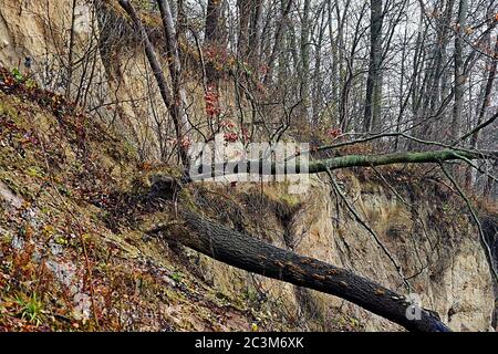 Rive abrupte 'Brodtener Ufer' sur Timmendorfer Strand Lübeck - tronc d'arbre tombé Banque D'Images