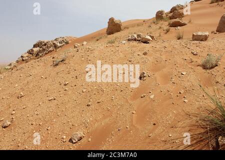 Fossil Rock est une formation de roche emblématique qui porte des fossiles marins dans les dunes de sable arides du désert à Sharjah, aux Émirats arabes Unis. Banque D'Images