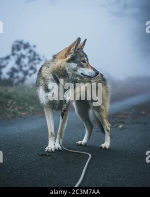 DIGOIN, FRANCE - 07 mai 2020 : le focky wolfdog sur la route Banque D'Images