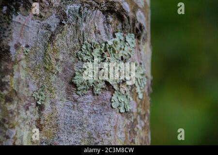 Mousse sur l'arbre. Les mousses sont de petites plantes sans fleurs qui poussent généralement dans des touffes ou des tapis verts denses, souvent dans des endroits humides ou ombragés. Banque D'Images