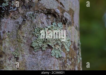 Mousse sur l'arbre. Les mousses sont de petites plantes sans fleurs qui poussent généralement dans des touffes ou des tapis verts denses, souvent dans des endroits humides ou ombragés. Banque D'Images