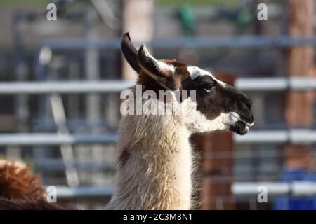 Un animal au zoo de Noahs Ark Farm Bristol Banque D'Images