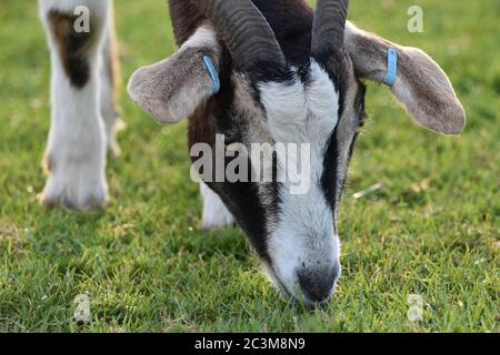 Un animal au zoo de Noahs Ark Farm Bristol Banque D'Images