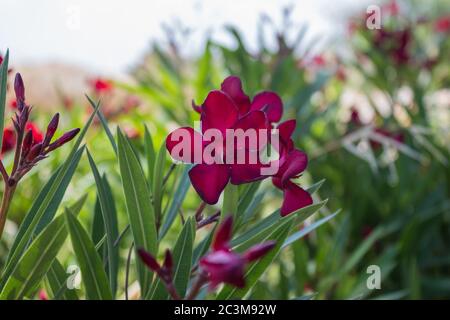 Fleur de NERIUM, photo prise sur Chypre. Banque D'Images