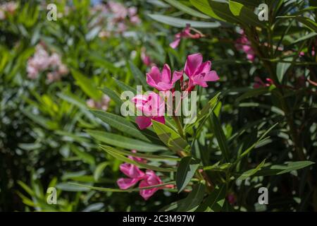 Fleur de NERIUM, photo prise sur Chypre. Banque D'Images