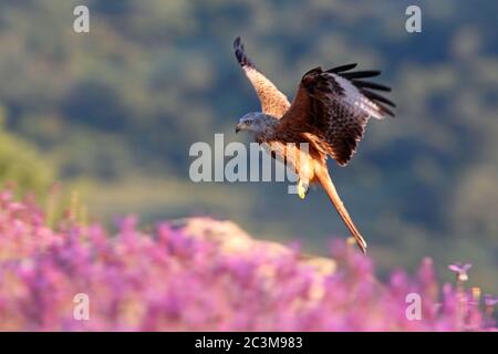 Cerf-volant rouge avec la première lumière de l'aube sur un journée d'hiver froide et ensoleillée Banque D'Images