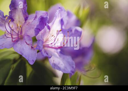 Gros plan des azalées violettes dans le jardin botanique VanDusen, sous la lumière du soleil, à Vancouver, Canada Banque D'Images