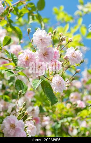 Rose en pleine dérence - Musk himalayan de Paul - Écosse, Royaume-Uni Banque D'Images