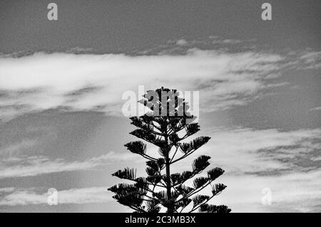 Prise de vue en niveaux de gris d'un arbre de pin avec le nuages dans le ciel en arrière-plan Banque D'Images