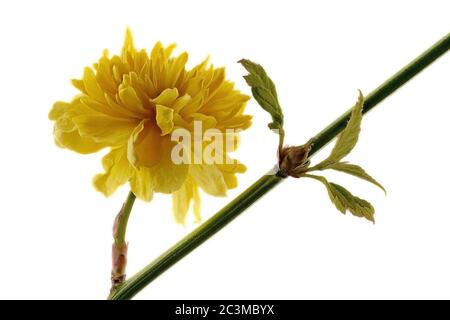 Arbuste ranunculus jaune - Kerria japonica - sur fond blanc avec une branche et des feuilles Banque D'Images