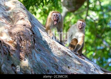 Une paire de macaques Toque en colère (nom scientifique Macaca sinica) s'assoient dans un arbre dans le parc national de Yala, dans le sud du Sri Lanka. Banque D'Images