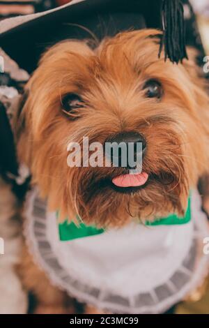 Gros plan du chien Norfolk Terrier portant un adorable bow posant et regardant la caméra Banque D'Images