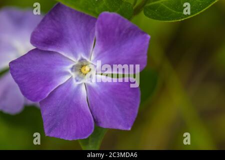 Vue rapprochée de Madagascar periwinkle (rosé, Catharanthus roseus), fleur pourpre , espace de copie disponible Banque D'Images