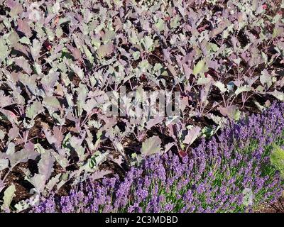 Jardin potager avec des plantes de kohlrabi et des fleurs de lavande Banque D'Images