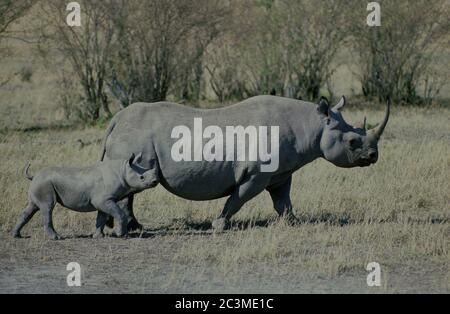 Rhinocéros noir et veau (Diceros bicornis) femelles dans le parc national de Masai Mara, Kenya. Banque D'Images