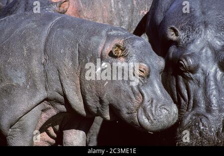 Mère et veau hippopotame (Hippopotamus amphibius) dans le parc national de Chobe, Botswana. Banque D'Images