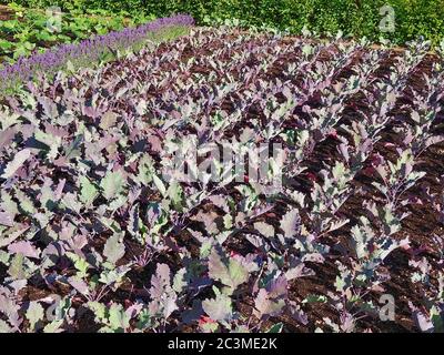 Jardin potager avec des plantes de kohlrabi et des fleurs de lavande Banque D'Images