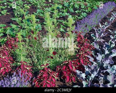 Jardin potager avec des plantes de kohlrabi et des fleurs de lavande Banque D'Images