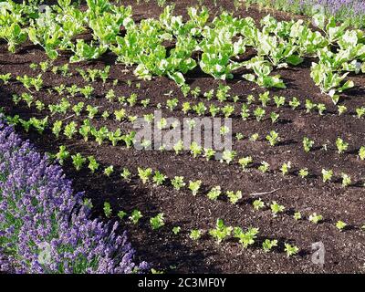 Jardin potager avec des plantes de kohlrabi et des fleurs de lavande Banque D'Images