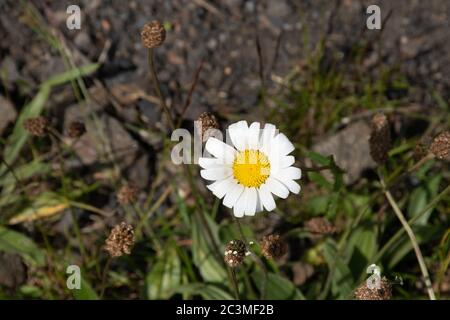 Vue rapprochée en grand angle d'une grande Marguerite blanche et jaune qui grandit sauvage dans un champ en Écosse Banque D'Images