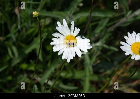 Gros plan d'une abeille en pâquerette dans un pré, par beau temps en Écosse Banque D'Images