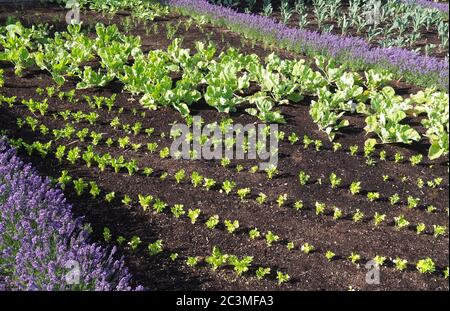 Jardin potager avec des plantes de kohlrabi et des fleurs de lavande Banque D'Images