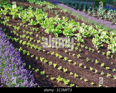 Jardin potager avec des plantes de kohlrabi et des fleurs de lavande Banque D'Images