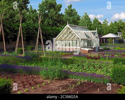 Jardin potager avec des plantes de kohlrabi et des fleurs de lavande Banque D'Images