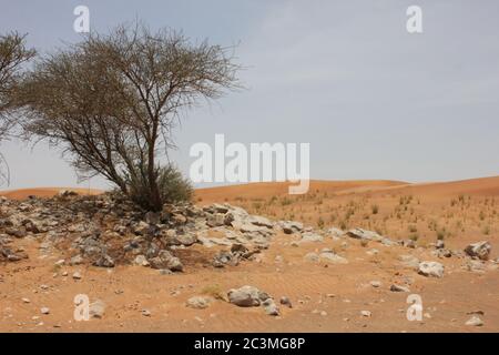 Parapluie Thorn Acacia (Acacia tortilis) pousse dans les dunes de sable arides du désert. La plante indigène à feuilles persistantes est parcourue par les chameaux, les chèvres et la faune. Banque D'Images