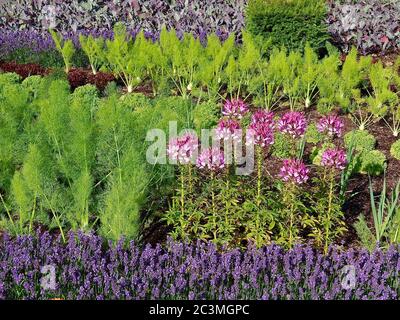 Jardin potager avec des plantes de kohlrabi et des fleurs de lavande Banque D'Images