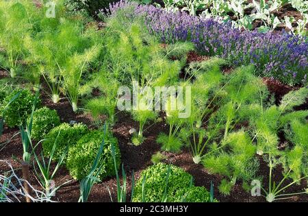 Jardin potager avec des plantes de kohlrabi et des fleurs de lavande Banque D'Images