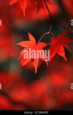 Gros plan d'une érable japonais avec des feuilles d'automne rouges Banque D'Images