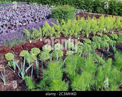 Jardin potager avec des plantes de kohlrabi et des fleurs de lavande Banque D'Images