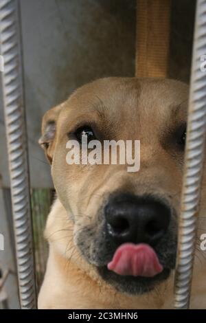 un grand chien magnifique dans la volière Banque D'Images