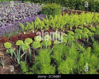 Jardin potager avec des plantes de kohlrabi et des fleurs de lavande Banque D'Images