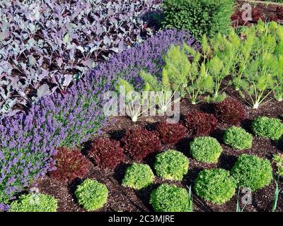 Jardin potager avec des plantes de kohlrabi et des fleurs de lavande Banque D'Images