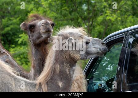 SZADA, HONGRIE - 01 JUIN 2020 - les chameaux recherchent de la nourriture dans la voiture des visiteurs dans un parc de safari en Hongrie Banque D'Images