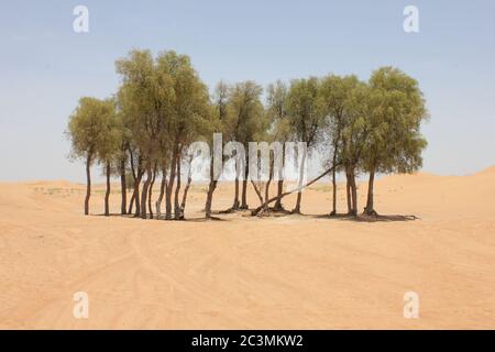 Arbres à feuilles persistantes résistants à la sécheresse (Prosopis cineraria) dans les dunes de sable désertiques de Sharjah, Émirats arabes Unis. Ces arbres survivent dans le désert. Banque D'Images