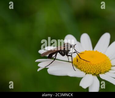 Gros plan d'une mouche de danse sur une fleur Banque D'Images