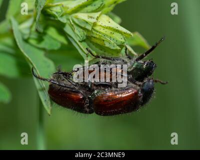 Gros plan de trois coléoptères de feuillage de jardin sur une plante Banque D'Images
